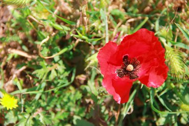 kırmızı gelincik çiçeği ve yeşil yapraklar