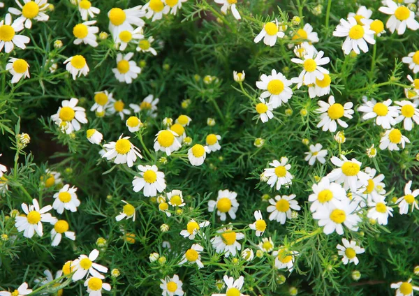 Small White Chamomile Flowers Green Leaves — 스톡 사진