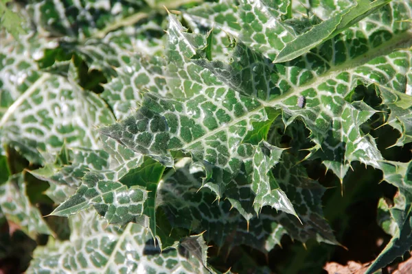 green spotted plant milk thistle with prickly leaves