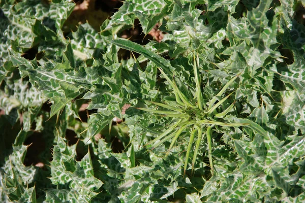 green spotted plant milk thistle with prickly leaves