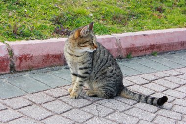 striped gray angry cat sitting on the road