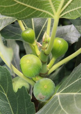 bir ağacın dallarındaki taze yeşil incirlerin meyveleri, bahçedeki yeşil yaprakların arka planına karşı