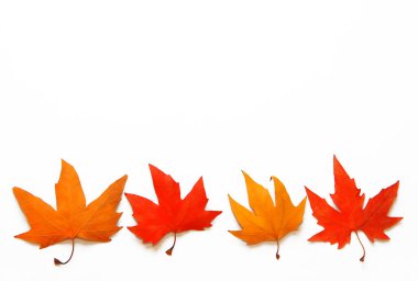 çok renkli, kırmızı, sarı, turuncu sonbahar akçaağaç yaprakları beyaz arka planda, izole