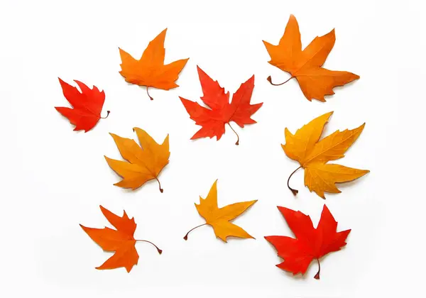 Veelkleurig Rood Geel Oranje Herfst Esdoorn Bladeren Een Witte Achtergrond — Stockfoto