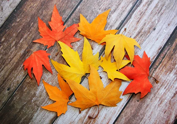 Suché Podzimní Javor Pestrobarevné Červené Oranžové Žluté Listy Dřevěném Pozadí — Stock fotografie