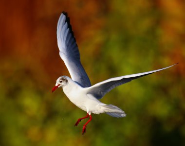 Martı kuşu uçuyor.