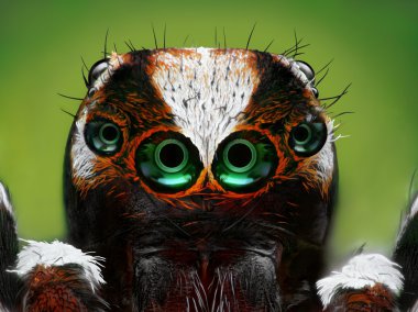 Turkish jumping spider closeup clipart
