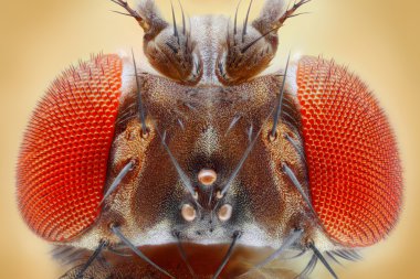Drosophila melanogaster