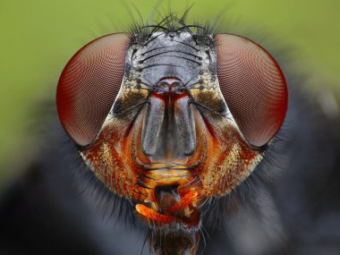 Fly head close up