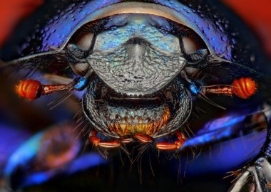 anoplotrupes stercorosus yakın çekim