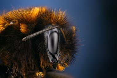 Extreme sharp and detailed study of bumble bee clipart