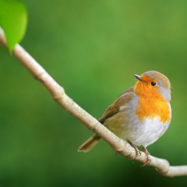 European robin on branch clipart