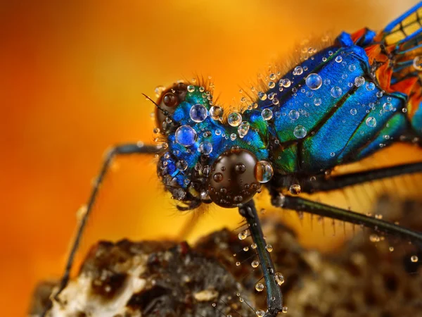 Calopteryx splendens — Stock Photo, Image