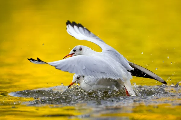 As gaivotas lutam — Fotografia de Stock