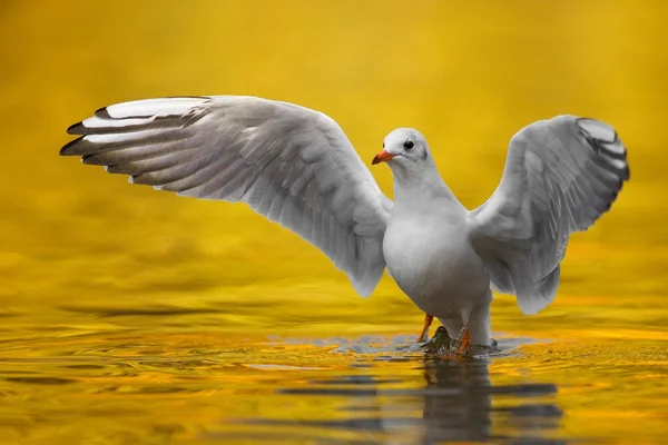 Seagull conductor — Stock Photo, Image