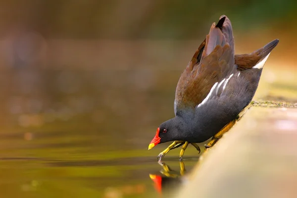 Gallinula chloropus — 图库照片