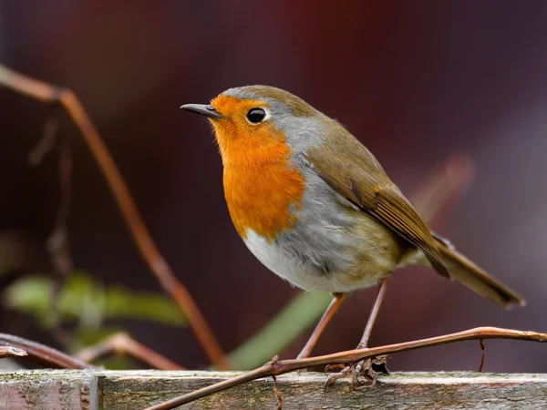 Robin europeo — Foto Stock