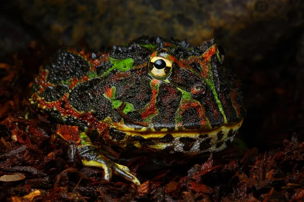 Rana dell'esercito — Foto Stock