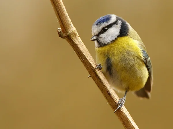 Mavi baştankara kuş — Stok fotoğraf