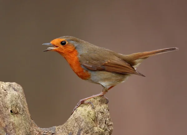 Énekes Robin madár — Stock Fotó