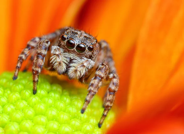 Aranha saltitante da Turquia — Fotografia de Stock