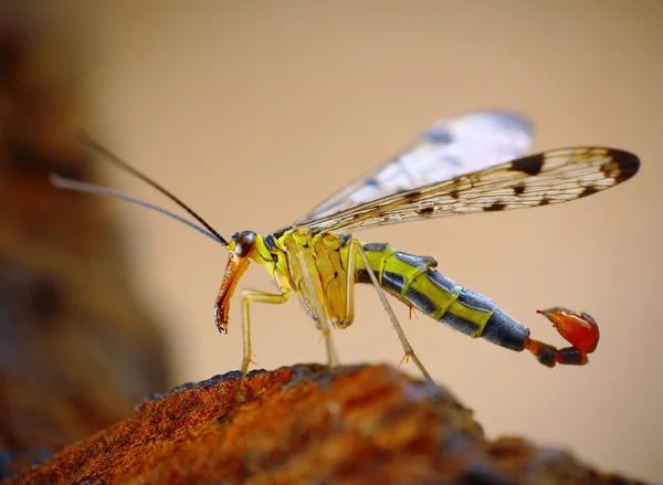 Volar Escorpión — Foto de Stock