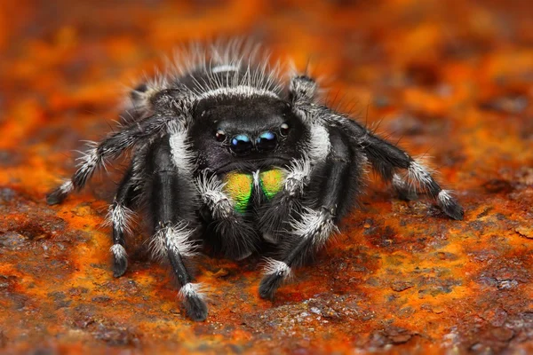 Foto muy nítida de araña saltadora estadounidense Phiddipus —  Fotos de Stock