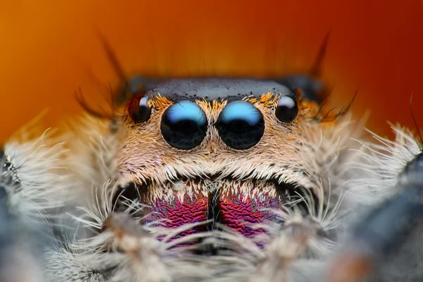 Sehr detaillierte Ansicht von phiddipus regius — Stockfoto