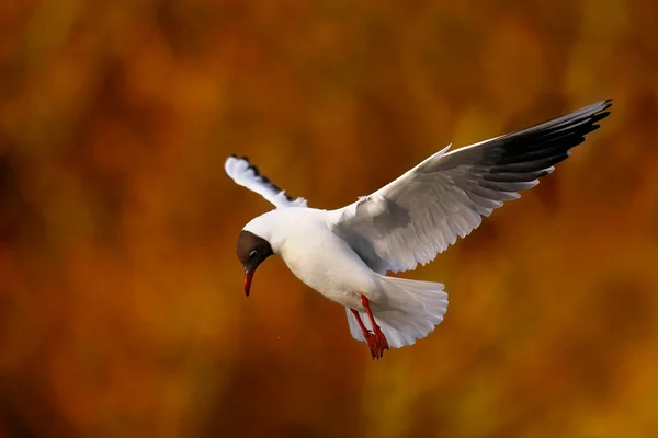 Ave gaviota en vuelo —  Fotos de Stock