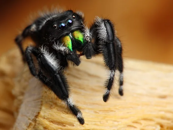 Phiddipus Audax стрибки павук д — стокове фото