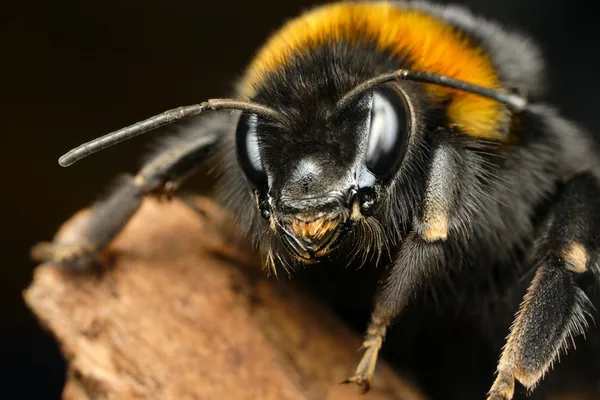 Bumble bee — Stok fotoğraf