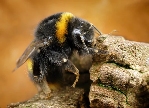 Bumble bee — Stockfoto