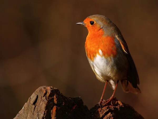 Robin bird in sunset — Stock Photo, Image