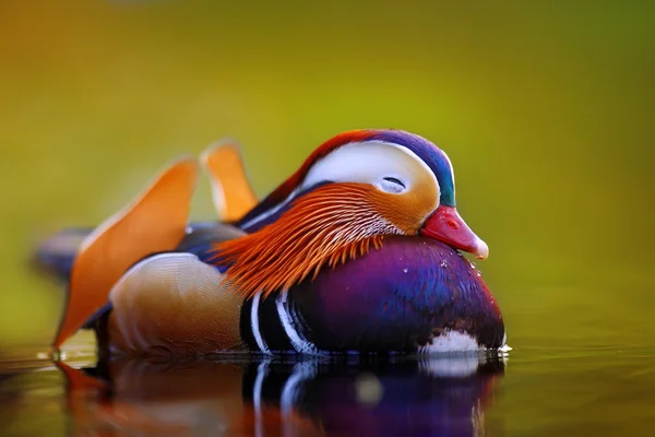 Anatra mandarino galleggiante e calma sull'acqua — Foto Stock