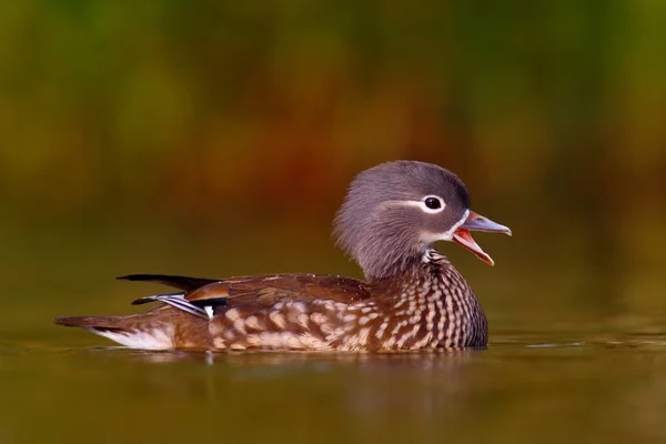 Mandarin duck floating on the water — Stock Photo, Image