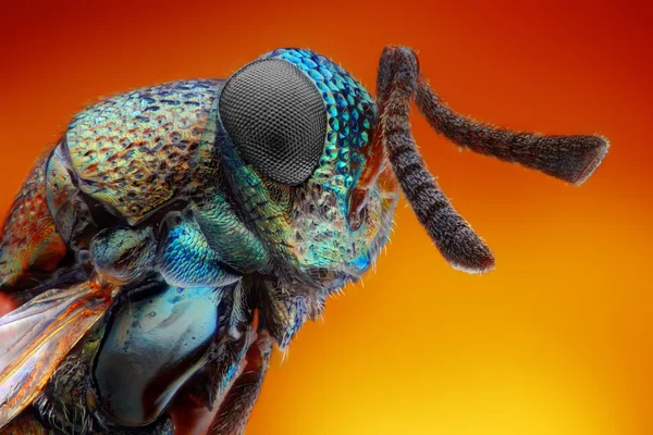 Extreme sharp and detailed study of 2 mm wasp — Stock Photo, Image