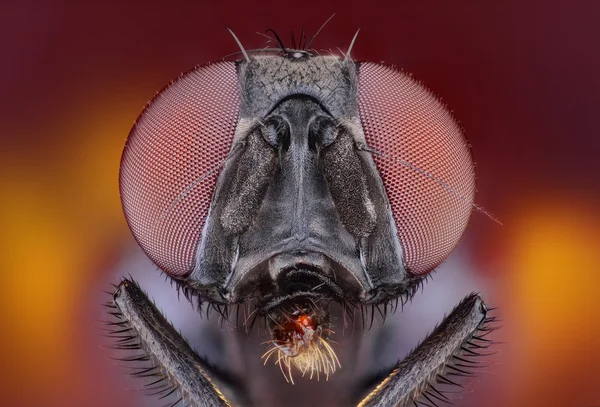 Extrém éles és részletes tanulmány a fly — Stock Fotó