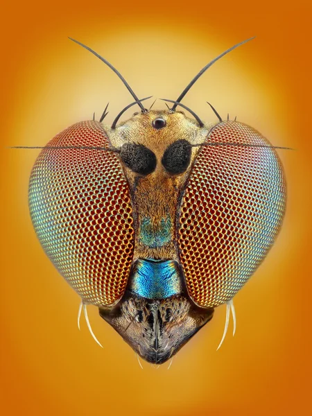 Estudo extremamente afiado e detalhado da mosca de 2mm — Fotografia de Stock