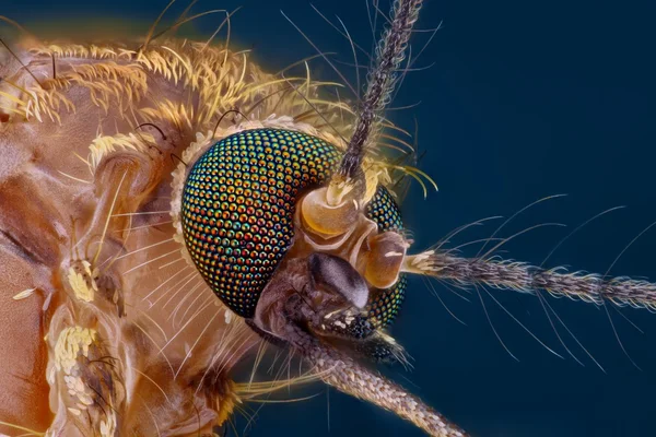 Estudo extremo afiado e detalhado da cabeça do mosquito — Fotografia de Stock