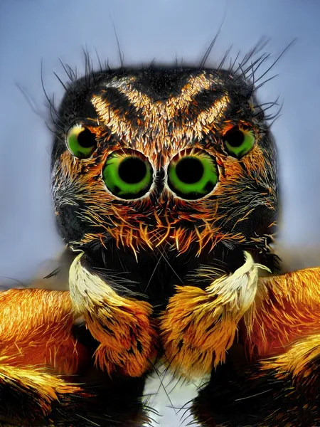 Potrait einer springenden Spinne mit grünen Augen — Stockfoto