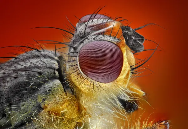 Estudo extremo e detalhado da mosca do esterco — Fotografia de Stock