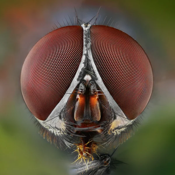 Extrem scharfe und detaillierte Untersuchung der Fliege — Stockfoto