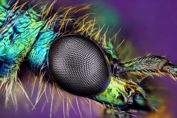 Eye of insect — Stock Photo, Image