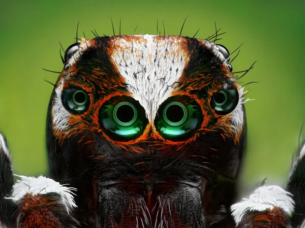 Turkish jumping spider closeup — Stock Photo, Image