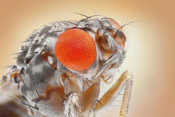 Fruit fly — Stock Photo, Image