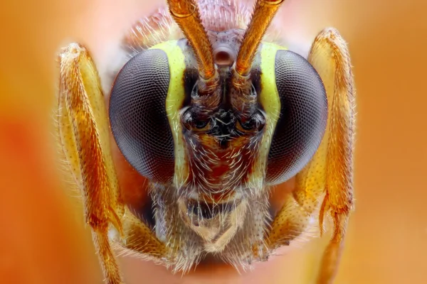 Ophion luteus primer plano extremo — Foto de Stock