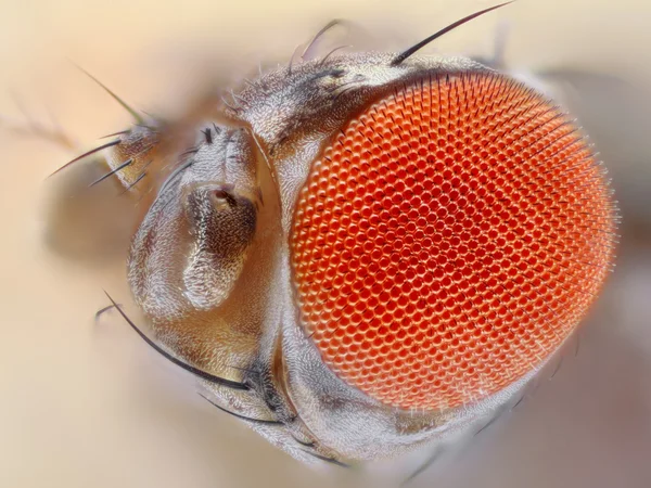 Fruchtfliegenauge aus nächster Nähe — Stockfoto