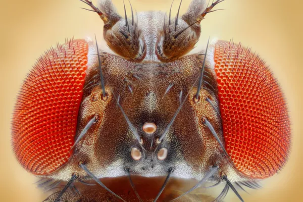 Drosophila melanogaster. — Fotografia de Stock