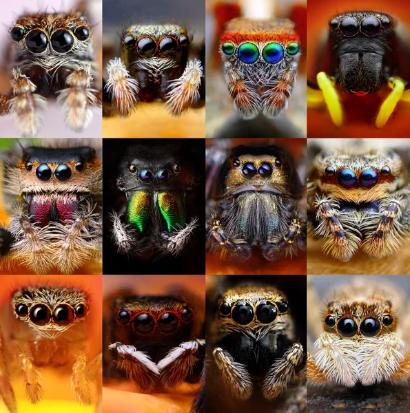 Set of jumping spiders — Stock Photo, Image