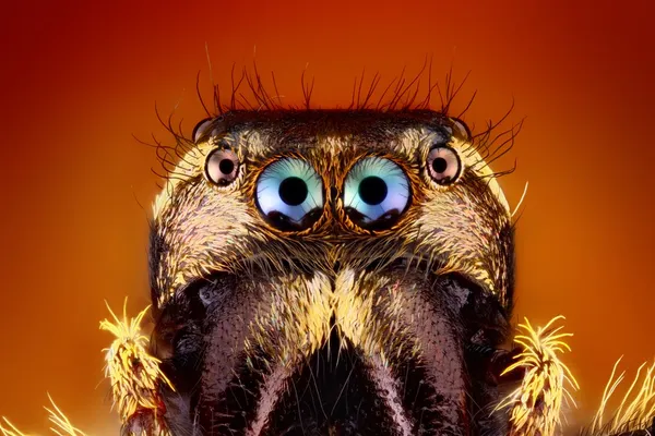 Extreme skarp närbild på Hoppande spindel ansikte — Stockfoto